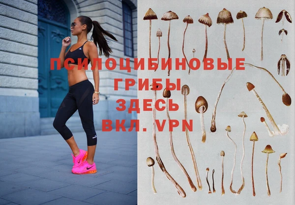 гашик Тайга